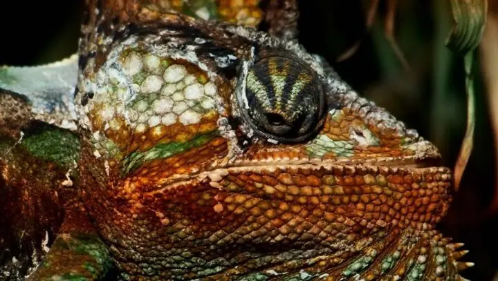 Nahaufnahme vom Kopf eines Chamäleons mit schuppiger, grün-orangefarbener Haut