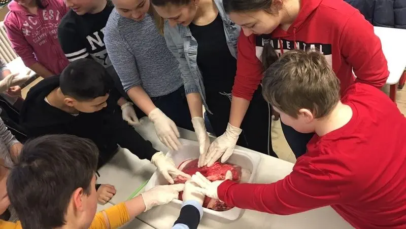 Schülerinnen und Schüler mit Handschuhen untersuchen eine Schweinelunge in einer Wanne