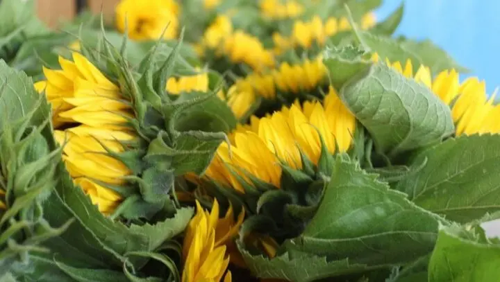 Sonnenblumen in Nahaufnahme